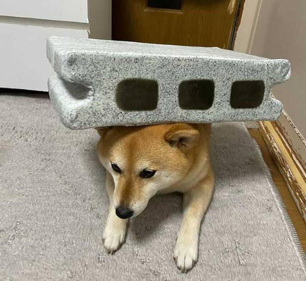 ブロッククッションを渡したら…？満点のリアクションを見せる柴犬に、吹き出す