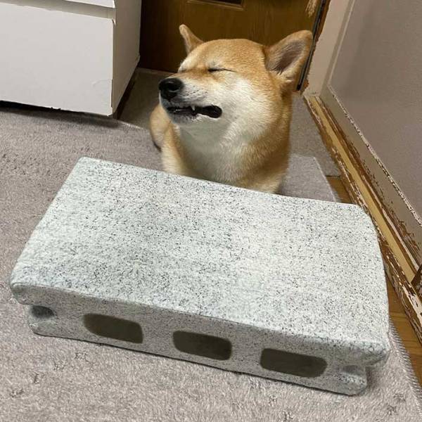 ブロッククッションを渡したら…？満点のリアクションを見せる柴犬に、吹き出す