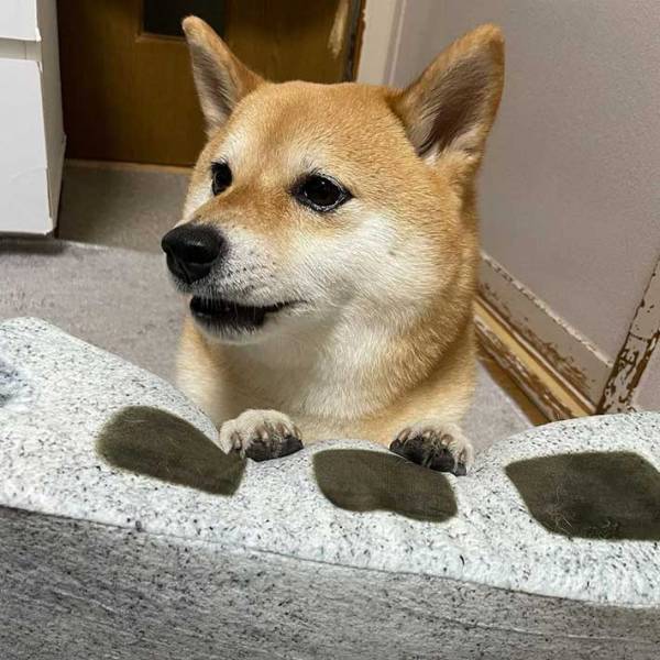 ブロッククッションを渡したら…？満点のリアクションを見せる柴犬に、吹き出す