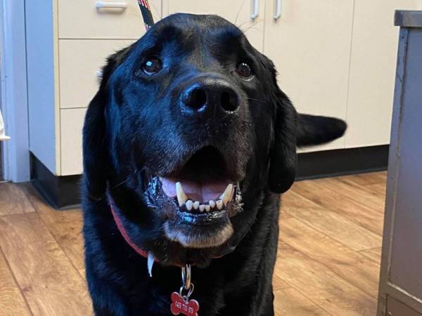 そんなに美味しかったの！？　大型犬の胃の中から見つかったものにびっくり