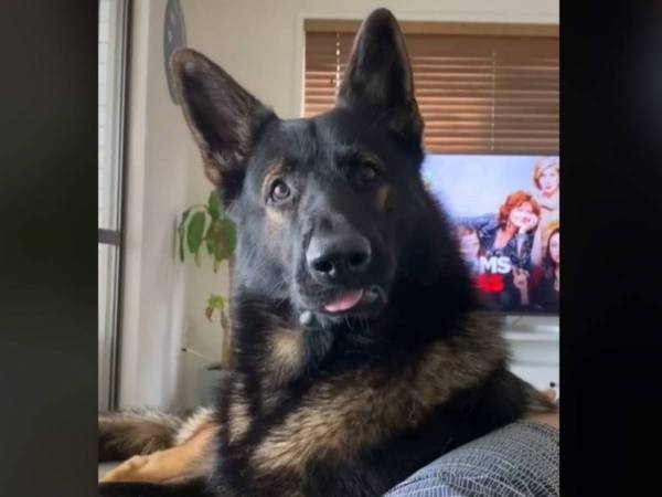 『ある言葉』を聞いた、元麻薬探知犬の反応に５７万人が爆笑　「１０回以上見た」