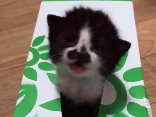 子猫が『いないいないばあ』をすると…？　３秒間の動画に反響