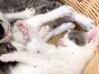 スヤスヤ眠る子猫たち、１匹が『伸び』をすると…？