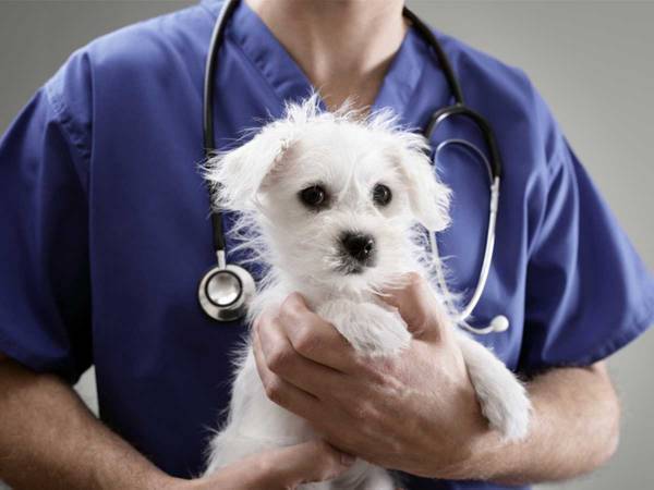 「安楽死させるよりつらい３つのこと」　獣医の告白に胸が締め付けられる