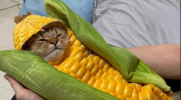 トウモロコシに包まれてウトウト…　「破壊力がヤバい」「天使だ！」と反響