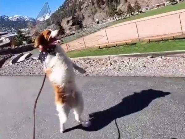 事故で前脚を失った犬　２本の脚で嬉しそうに歩く姿に笑顔が止まらない