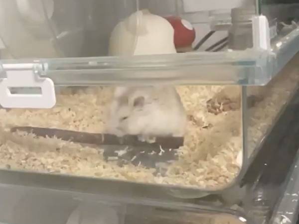 「うちのハムスターのクセが強すぎるから見て」　７秒の動画に２０万人がギョッ！