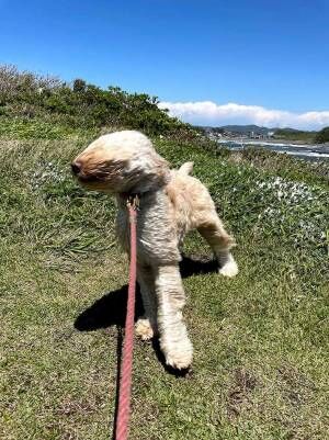 散歩中の犬、とらえた衝撃の写真に「大笑いした」「最高！」