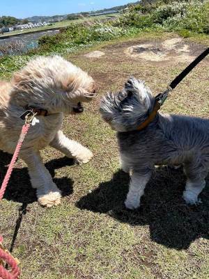 散歩中の犬、とらえた衝撃の写真に「大笑いした」「最高！」