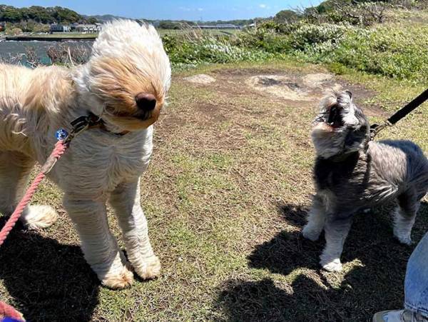 散歩中の犬、とらえた衝撃の写真に「大笑いした」「最高！」