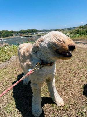 散歩中の犬、とらえた衝撃の写真に「大笑いした」「最高！」