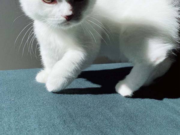 『人間を起こしに来たマンチカン』が強すぎると話題に　「予想と違う」「狙撃手？」