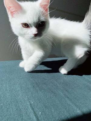 『人間を起こしに来たマンチカン』が強すぎると話題に　「予想と違う」「狙撃手？」