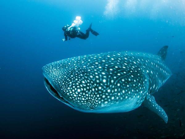 ロープが巻き付いたサメを助けたダイバー　するとサメが驚きの行動に出た