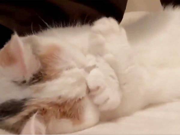「全国の猫好きに見てもらいたい」　１１秒間の動画に反響
