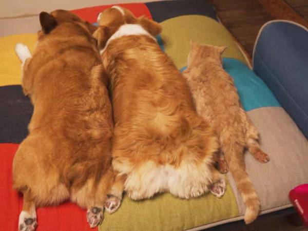 犬と猫に『尻ドライヤー』をすると？　７秒に「これはたまらん」「荒んだ心が癒された」