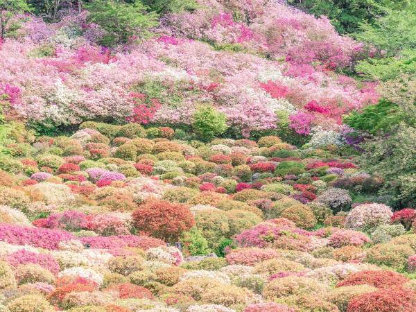 約２０万本のツツジが開花すると…　とらえた３枚に心奪われる