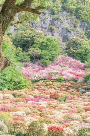 約２０万本のツツジが開花すると…　とらえた３枚に心奪われる