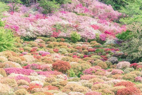 約２０万本のツツジが開花すると…　とらえた３枚に心奪われる
