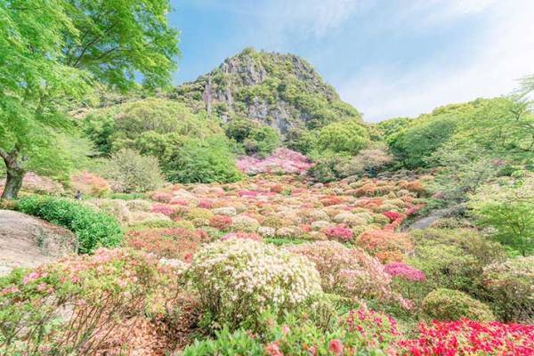 約２０万本のツツジが開花すると…　とらえた３枚に心奪われる