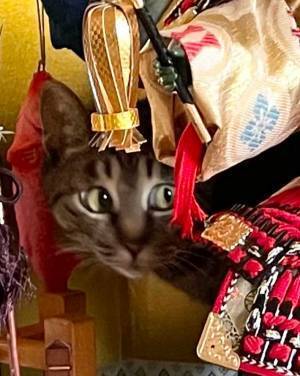 「怒られるかニャ…？」　心の声が漏れ出す、猫の表情をご覧ください