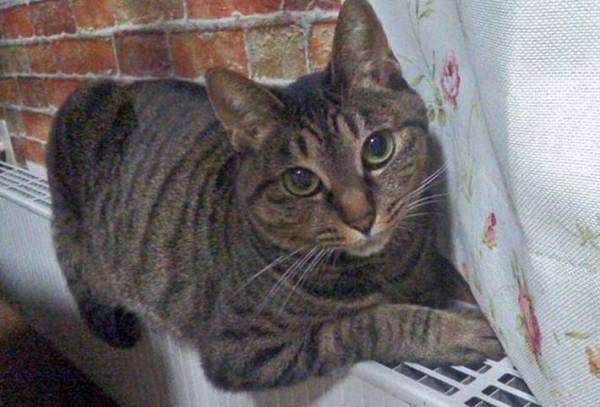 「怒られるかニャ…？」　心の声が漏れ出す、猫の表情をご覧ください