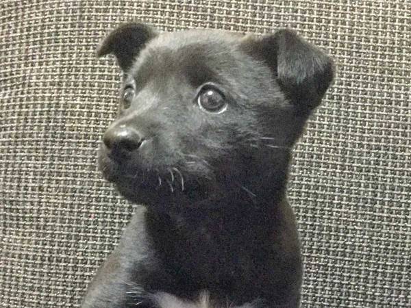 犬の散歩中に、見知らぬ小学生から責められた男性　理由がかわいすぎた