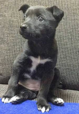 犬の散歩中に、見知らぬ小学生から責められた男性　理由がかわいすぎた