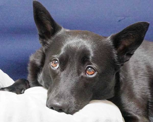 犬の散歩中に、見知らぬ小学生から責められた男性　理由がかわいすぎた