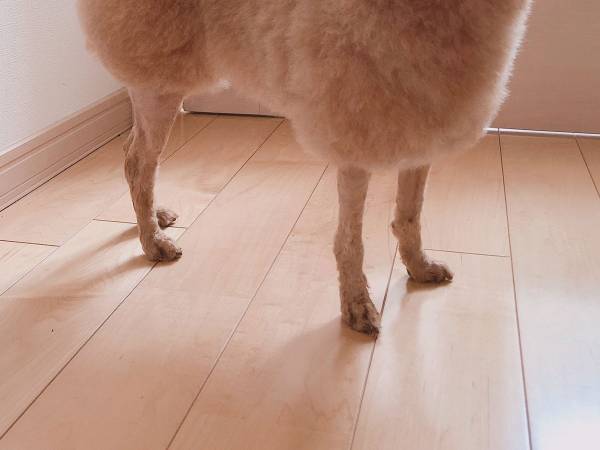 サマーカットしたトイプードルの姿に反響　「昼飯吹き出した」の声が上がった理由とは