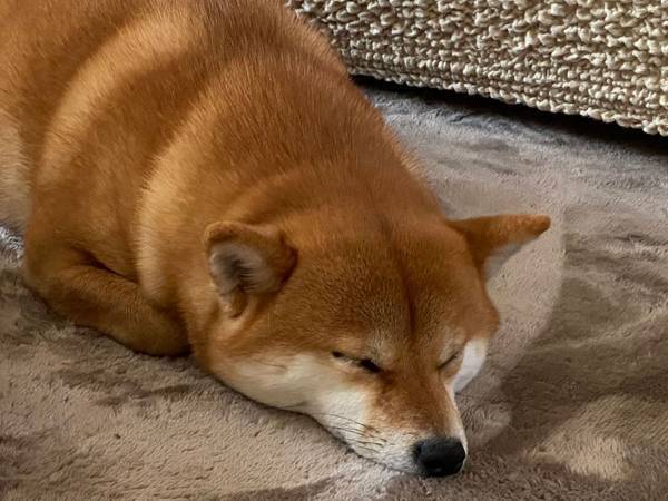 眠る柴犬の写真が話題に！　理由は、隣で眠る『もう１匹』の存在だった