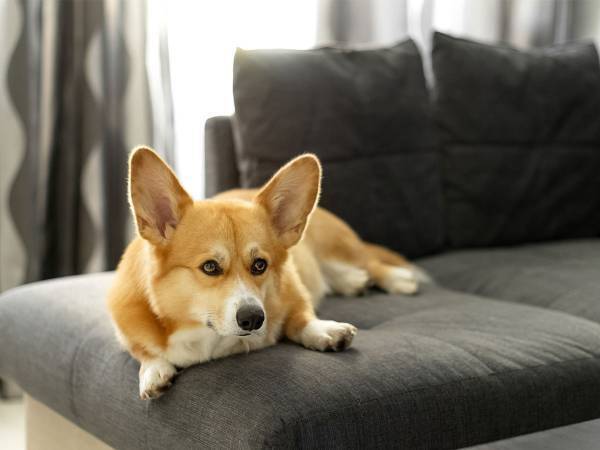 同じ家族なのに…　見送りのテンションが１億倍違うコーギーに思わず吹き出す！