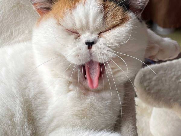 飼い主「兄妹だなと思った瞬間」　１枚の猫の写真が可愛いと話題に