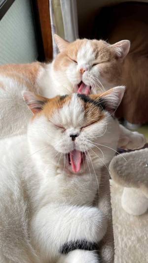 飼い主「兄妹だなと思った瞬間」　１枚の猫の写真が可愛いと話題に