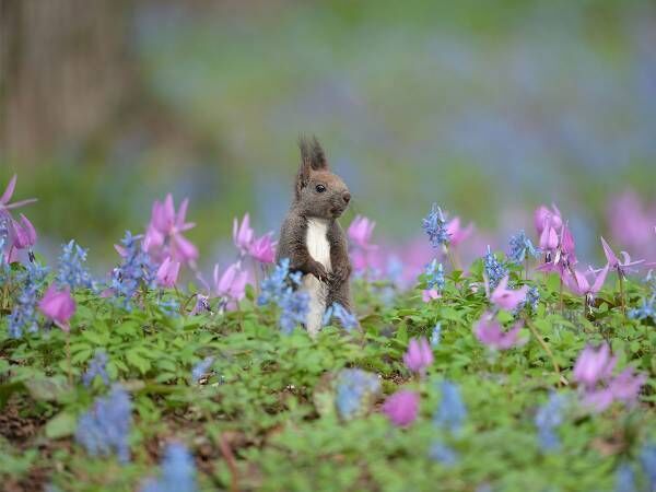 北海道で出会ったかわいい小動物 草花に囲まれた姿に心癒される 全３枚 21年5月9日 ウーマンエキサイト