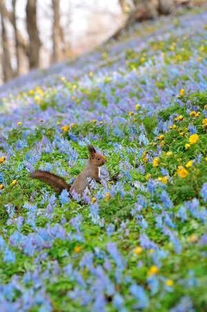 北海道で出会ったかわいい小動物　草花に囲まれた姿に心癒される【全３枚】