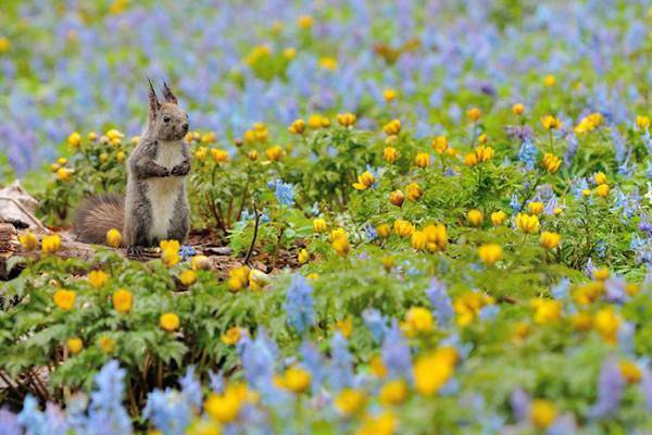 北海道で出会ったかわいい小動物　草花に囲まれた姿に心癒される【全３枚】