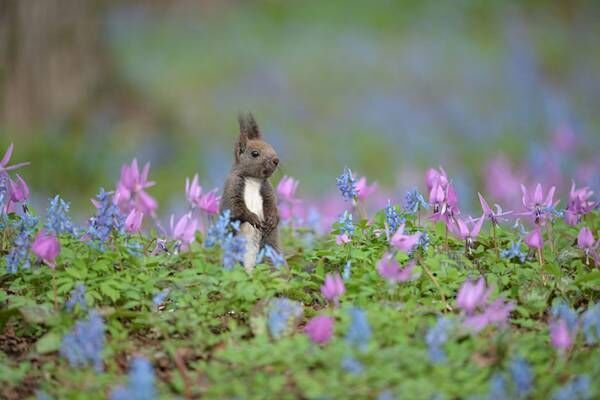 北海道で出会ったかわいい小動物　草花に囲まれた姿に心癒される【全３枚】