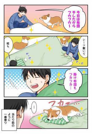 「めっちゃ分かる」「あるある」　干したての布団を準備する飼い主に、コーギーが…