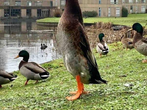 まるでコラ画像？　明らかにほかのカモと違う１羽が二度見必至