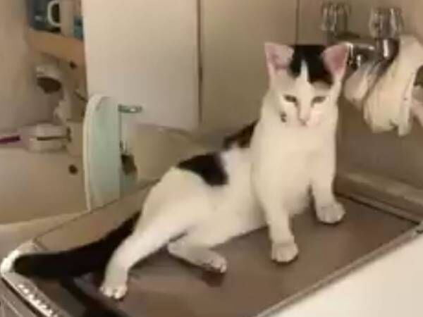 １００万回以上再生された猫の動画　洗濯機の上で何をしているかというと？