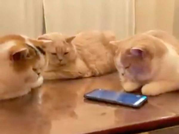 猫をじゃらすため、アプリを起動した飼い主　予想外の反応に笑いがこみ上げる