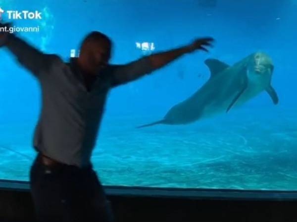 イルカの前で側転をした男性　イルカのリアクションに大興奮　「最高」