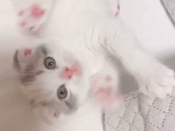 子猫にカメラを向けると…？　想像以上の『可愛い反応』に、心を射抜かれる