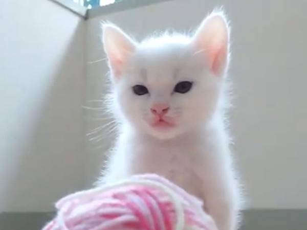 「笑わないように動画を撮りたかったのに」　子猫の姿に声を出して笑った