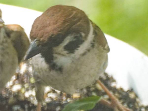 スズメのお世話をし続け半年後…　窓際の『光景』に１９万人が感動