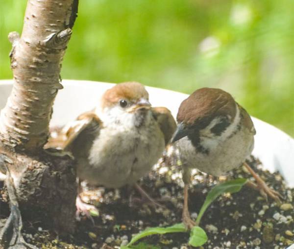スズメのお世話をし続け半年後…　窓際の『光景』に１９万人が感動