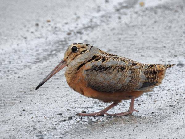 道路を横断中に『ダンス』を始めた親子？　証拠の動画に大笑い！