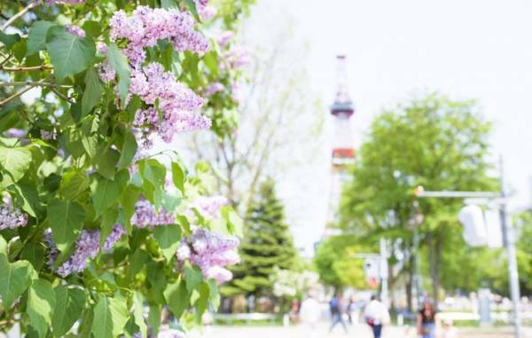 何ともいえない良い香りが人気の『ライラック』が楽しめる５月