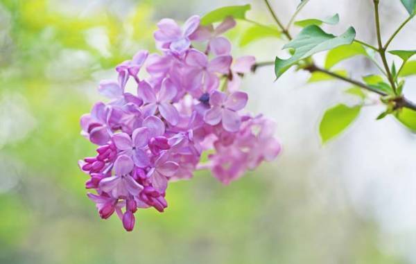 何ともいえない良い香りが人気の『ライラック』が楽しめる５月